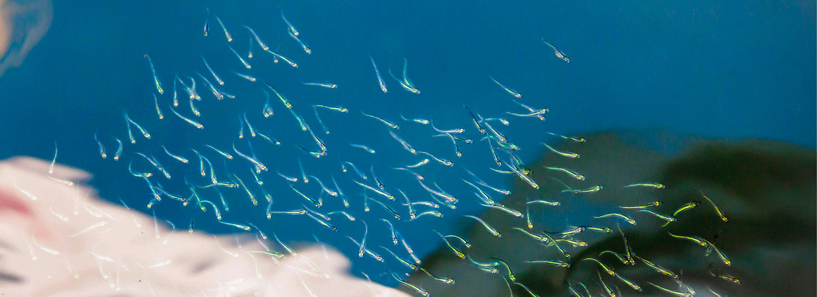 Why sperm health deserves way more attention than it gets